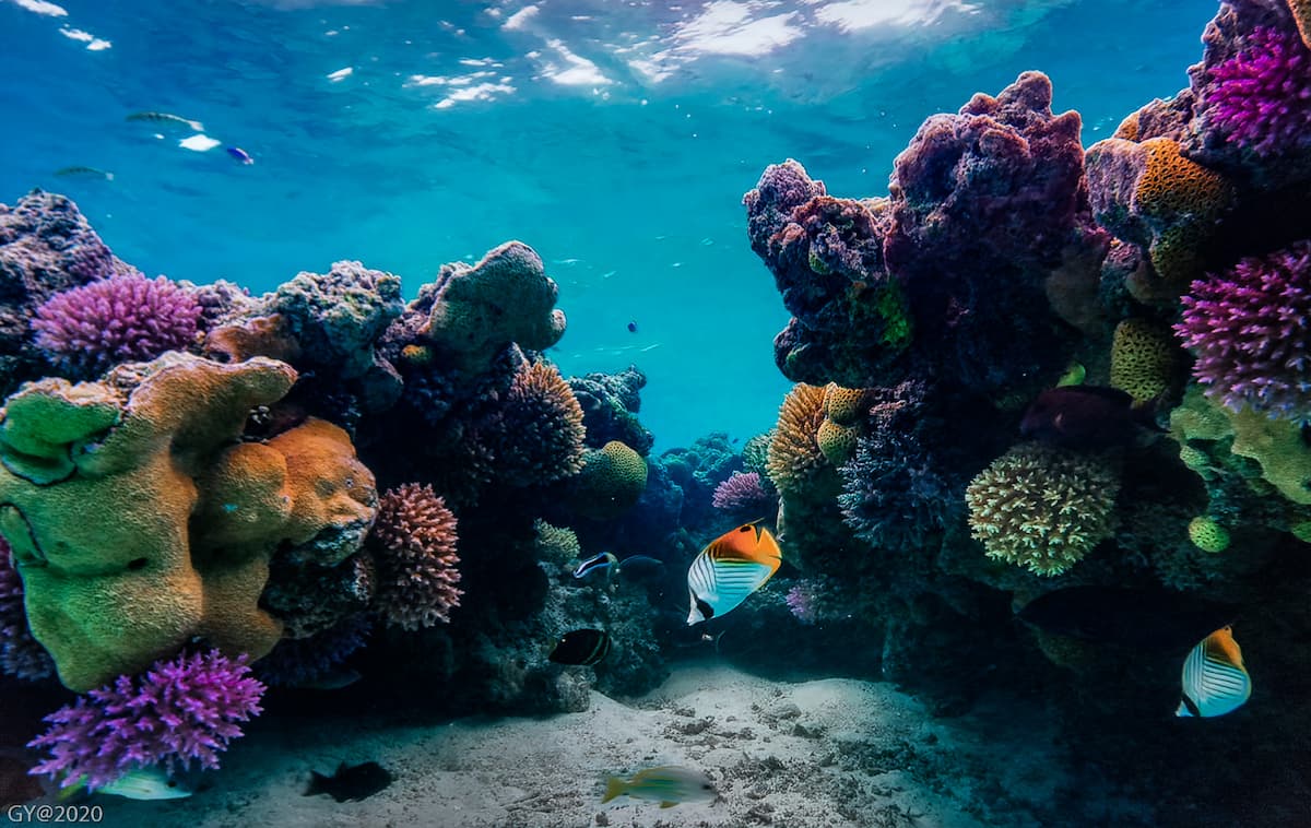 arrecife de coral(1)