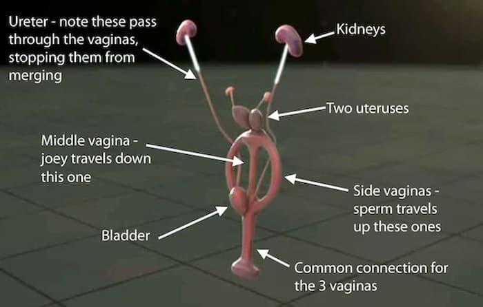 vagina hembra canguro