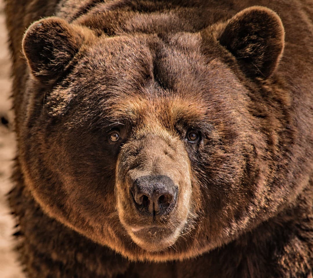 oso al acecho