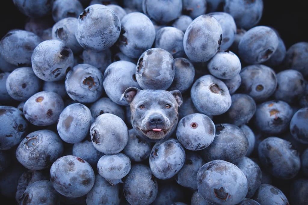 Perros Photoshop comida (11)