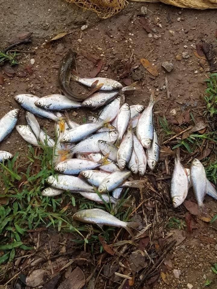 Lluvia de peces en Yoro Honduras