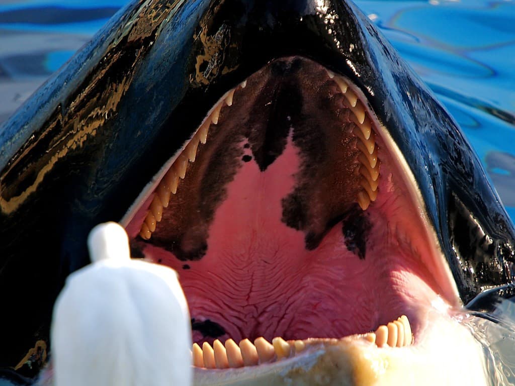 dientes ballenas asesinas