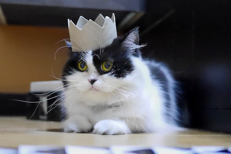 gato domesticado con una corona en la cabeza(1)