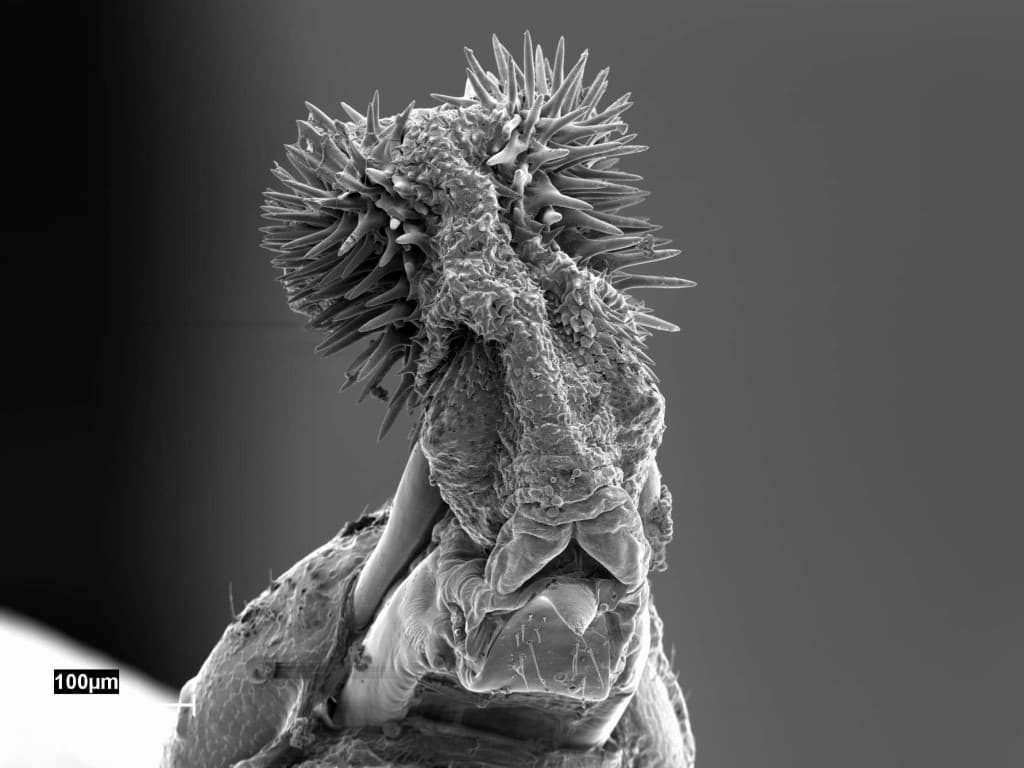 Callosobruchus maculatus miembro reporductor machos