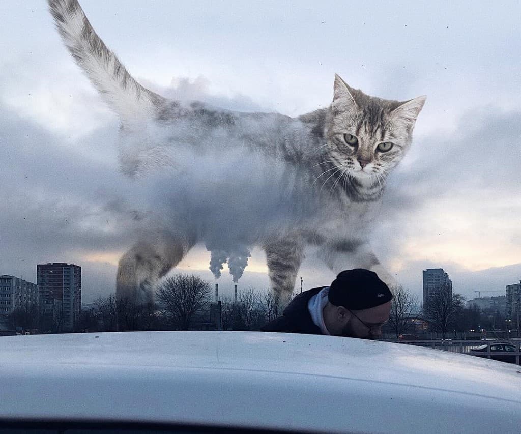 Gatos gigantes en escenarios urbanos (3)