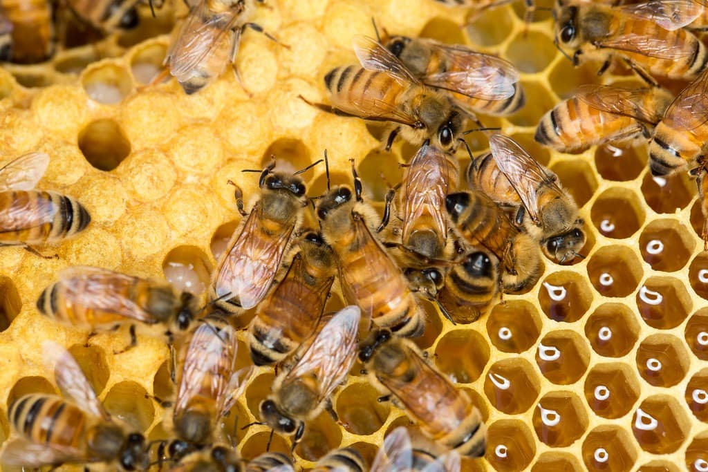 abejas meliferas