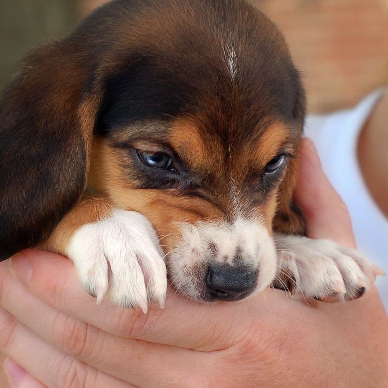 perros beagle(1)