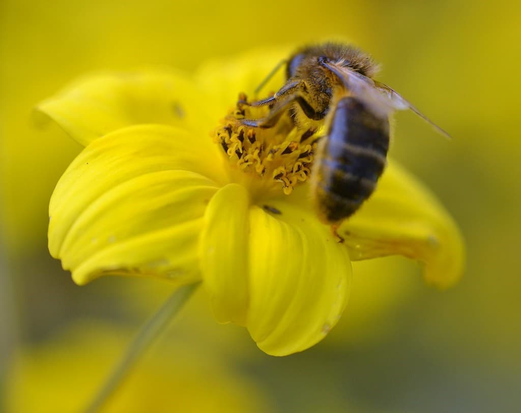 abeja nectar de flor