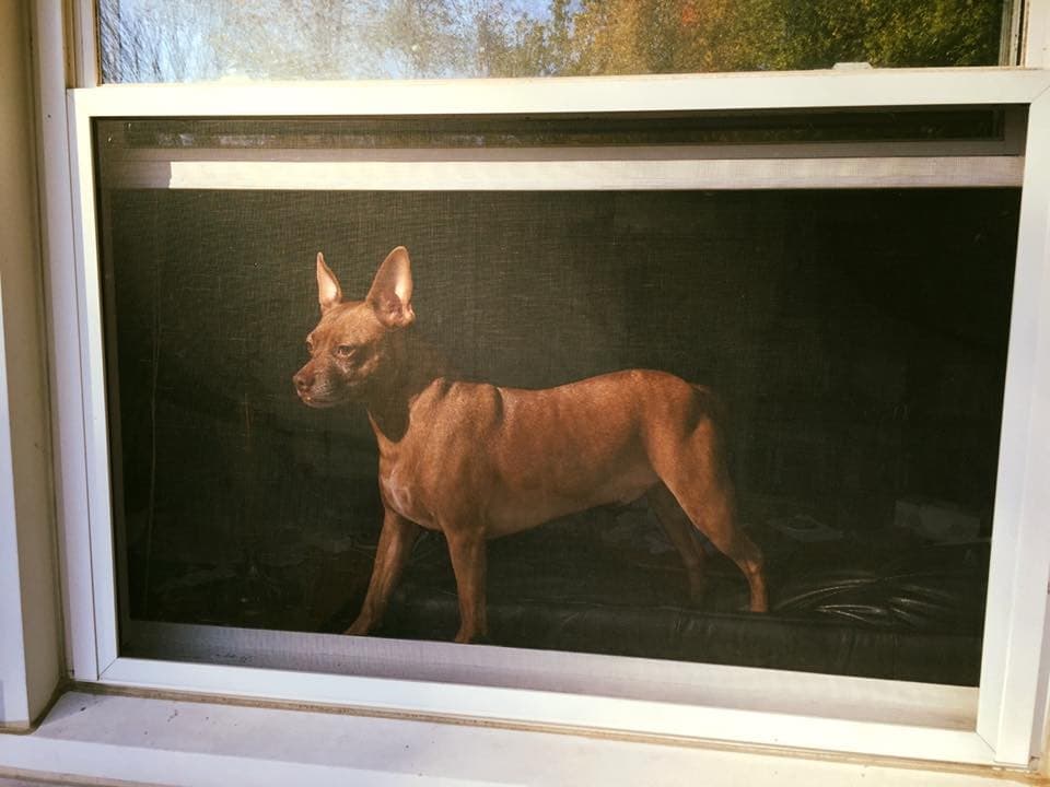 foto de perro a traves de la ventana