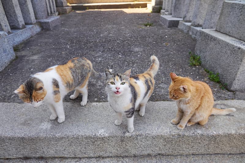 gatos en Aoshima