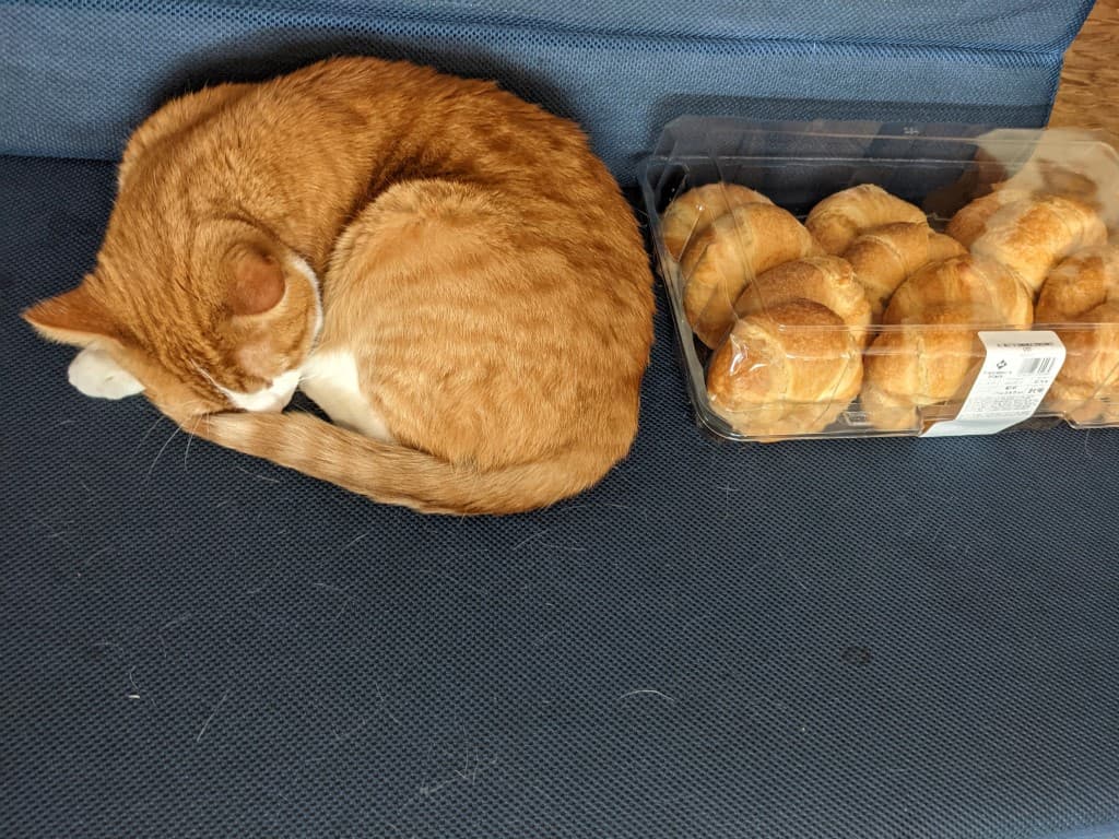 gatos y panes