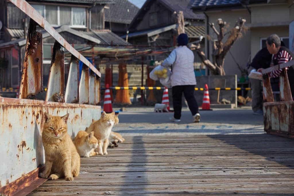 la isla de los gatos en Japón