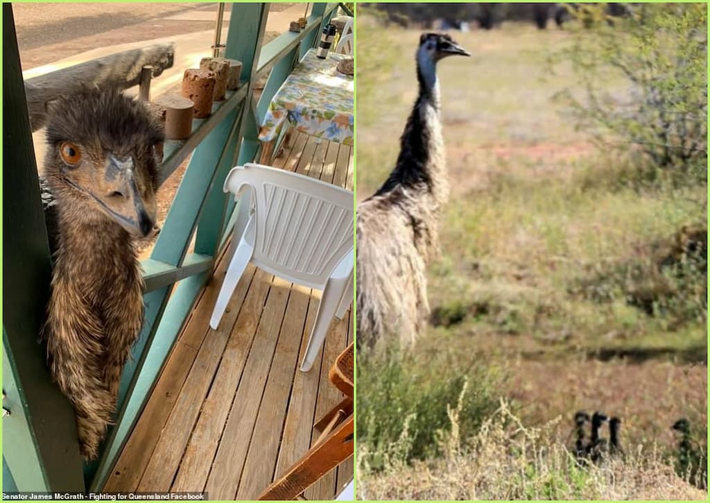 emus bebes
