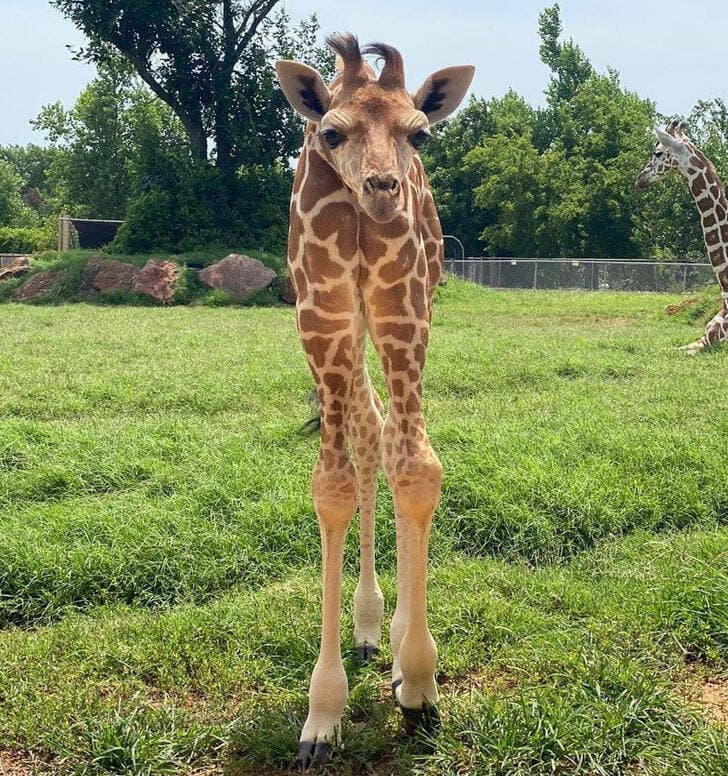 girafa bebe rara