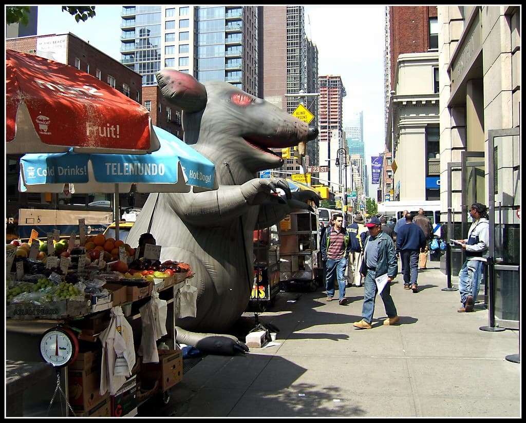 rata gigante en nueva york