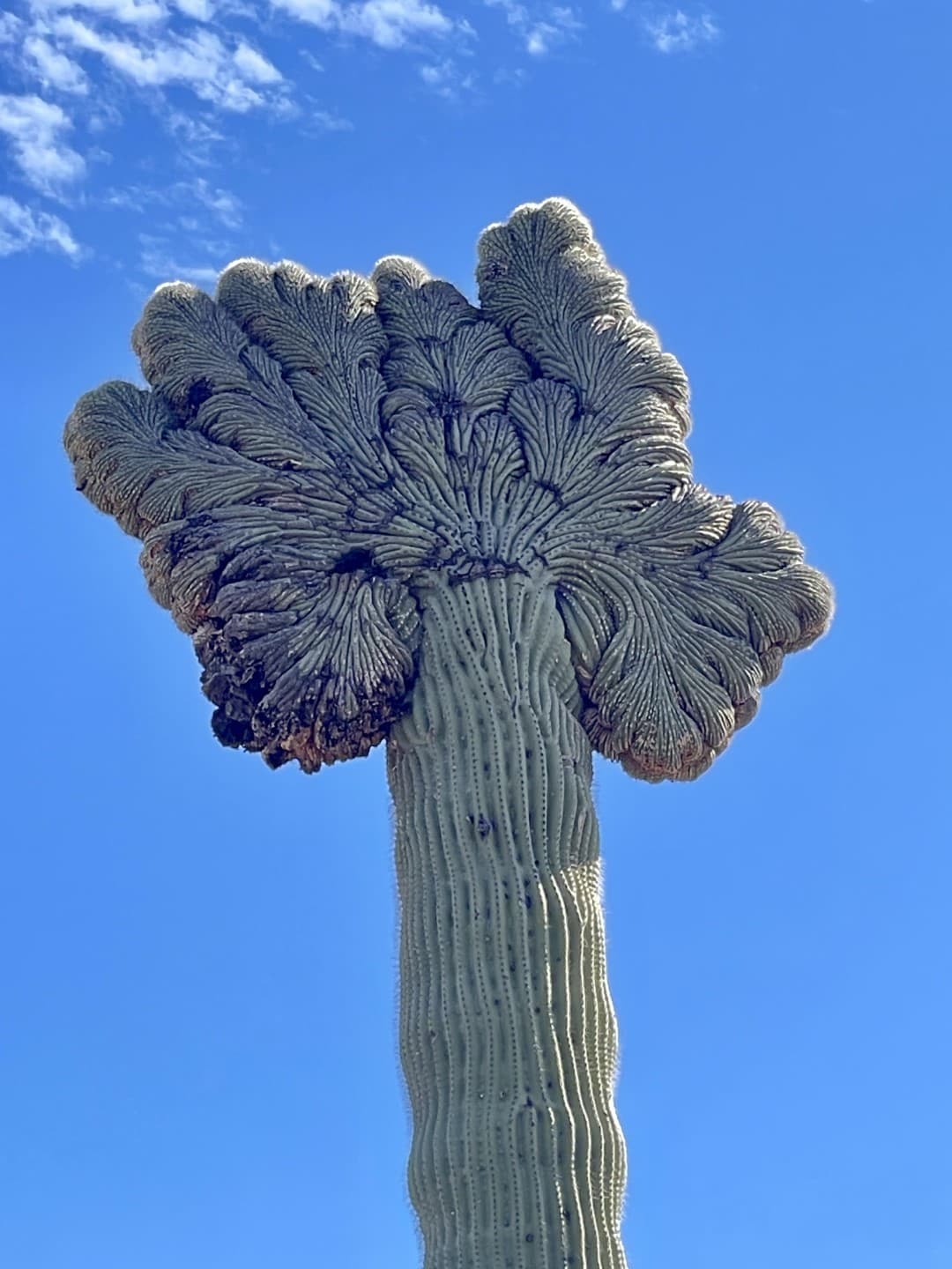 saguaro con forma extraña