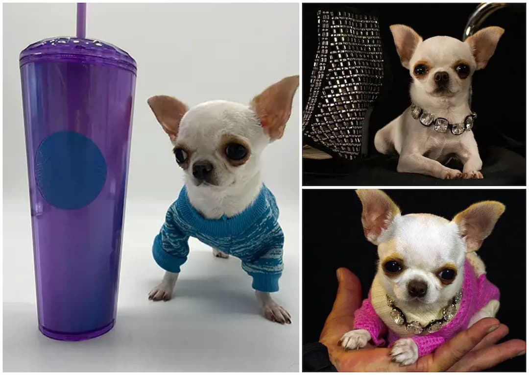 Chihuahua de 10 cm es el perro mas pequeno del mundo1