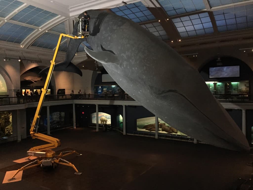 limpiando una ballena en el museo