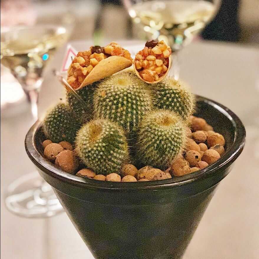 tacos servidos sobre un cactus
