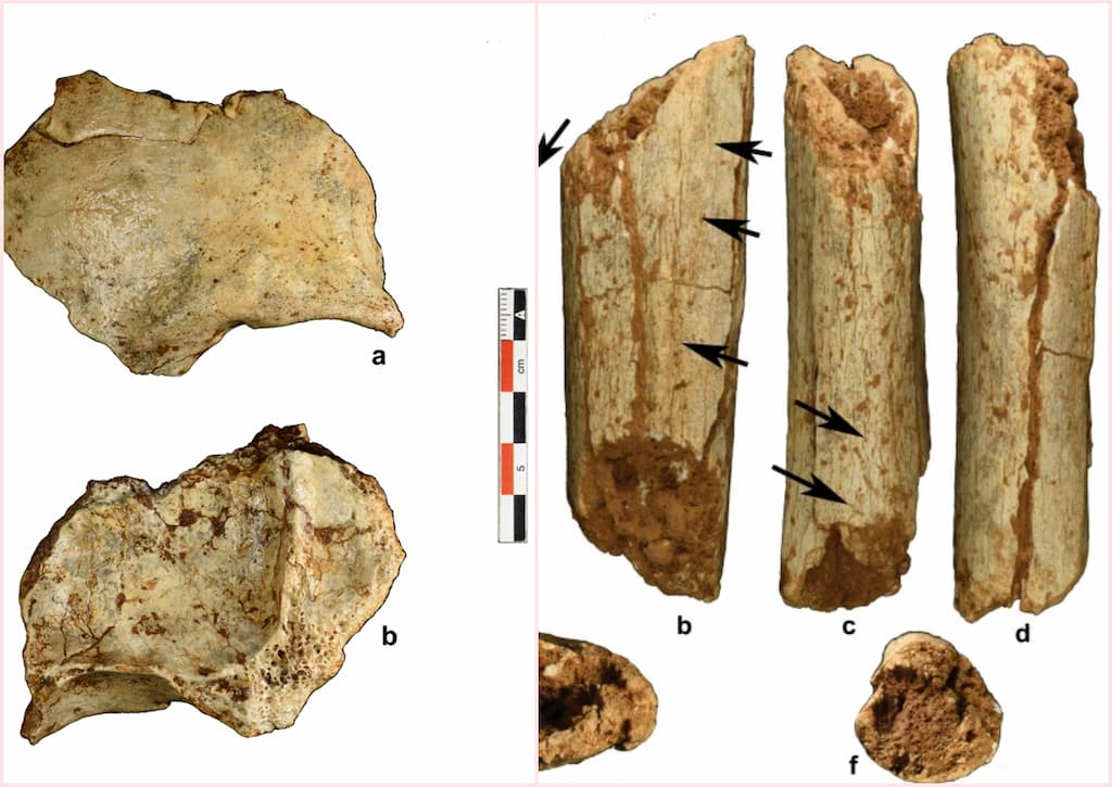 huesos de humanos primitivos
