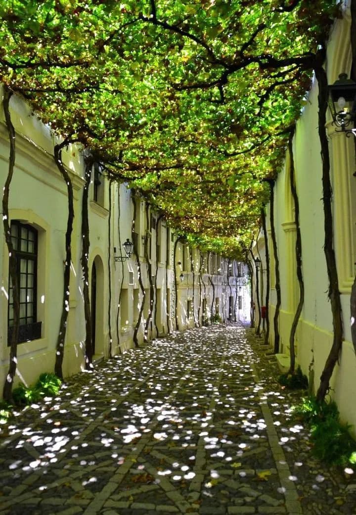 callejon cubierto por arboles
