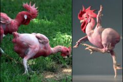 pollo sin plumas