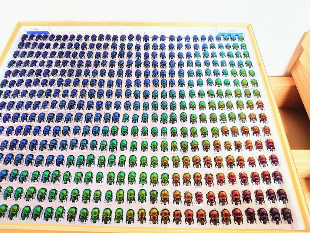 gradacion cromatica con escarabajos peloteros1