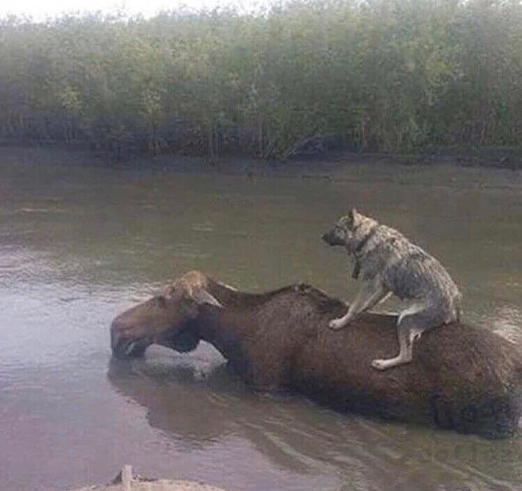 perro montando un alce